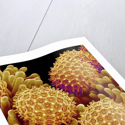 Pollen on pistel of Morning glory by Anonymous