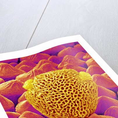 Pollen of a Geranium by Anonymous