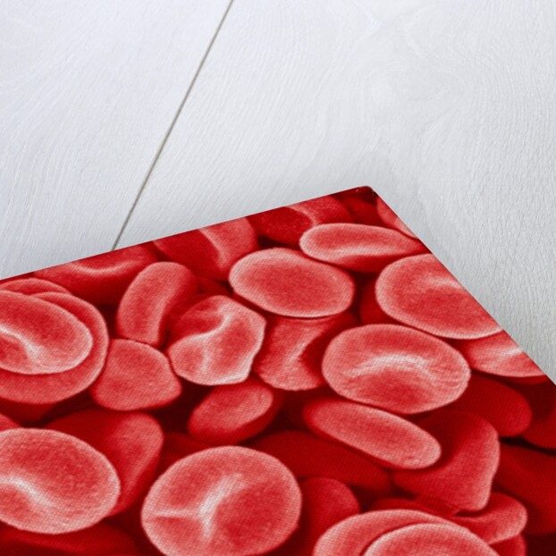 Human Red blood cells by Anonymous