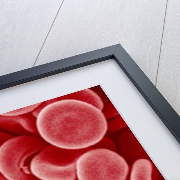 Human Red blood cells by Anonymous