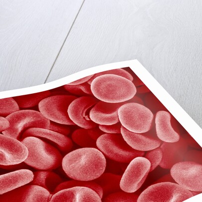 Human Red blood cells by Anonymous