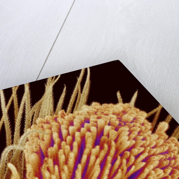 Hairs on the tip of the leg of a spider by Anonymous
