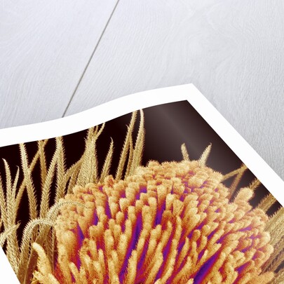 Hairs on the tip of the leg of a spider by Anonymous