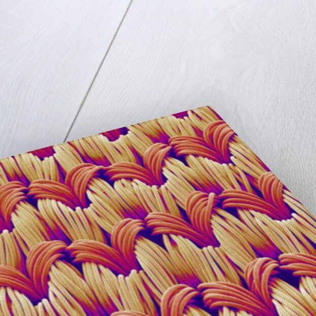 Cloth of women's underwear by Anonymous