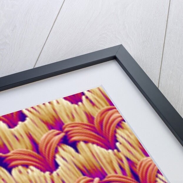 Cloth of women's underwear by Anonymous