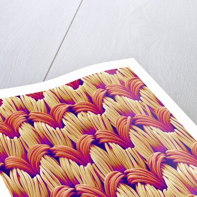 Cloth of women's underwear by Anonymous