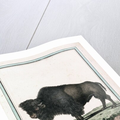 Le Bison illustration by Anonymous