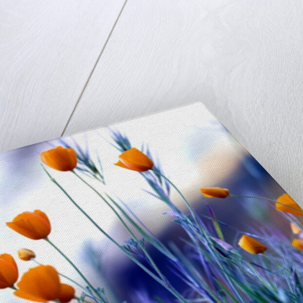 California poppies in Yosemite National Park by Anonymous