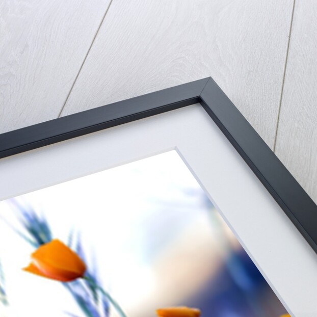 California poppies in Yosemite National Park by Anonymous