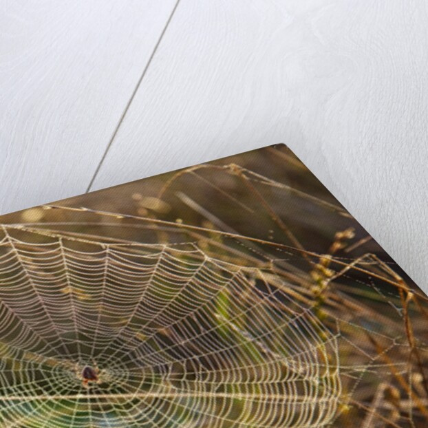 Dew on spider web on Mt. Hood by Anonymous