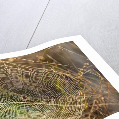 Dew on spider web on Mt. Hood by Anonymous