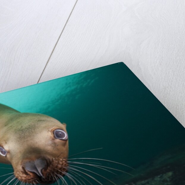 Steller sea lion underwater by Anonymous