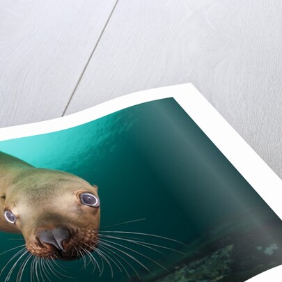 Steller sea lion underwater by Anonymous
