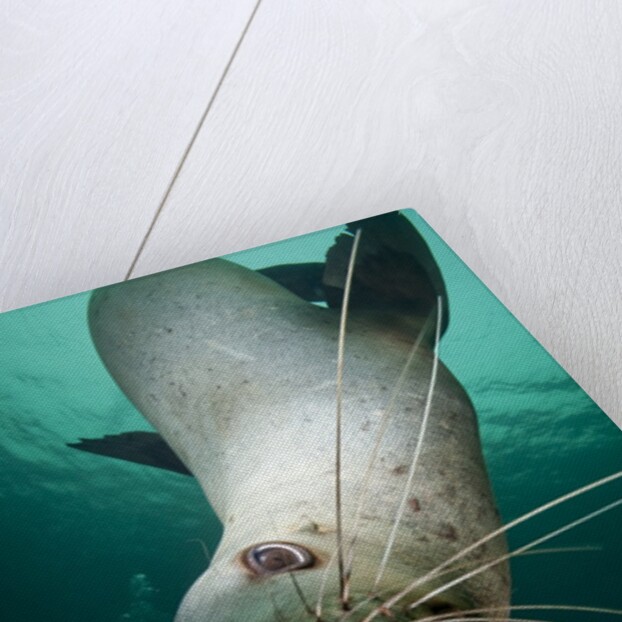 Curious Steller sea lion swimming underwater by Anonymous