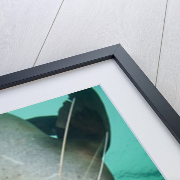 Curious Steller sea lion swimming underwater by Anonymous