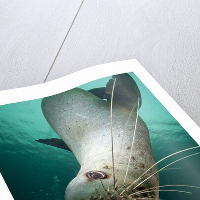Curious Steller sea lion swimming underwater by Anonymous