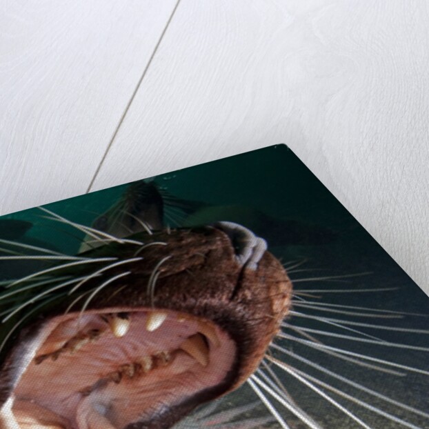 Closeup of open Steller sea lion mouth, Hornby Island, British Columbia, Canada by Anonymous