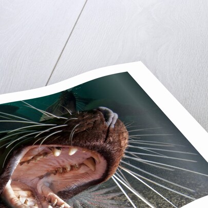 Closeup of open Steller sea lion mouth, Hornby Island, British Columbia, Canada by Anonymous