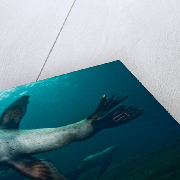 Swimming Steller sea lions by Anonymous