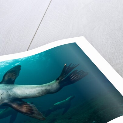 Swimming Steller sea lions by Anonymous