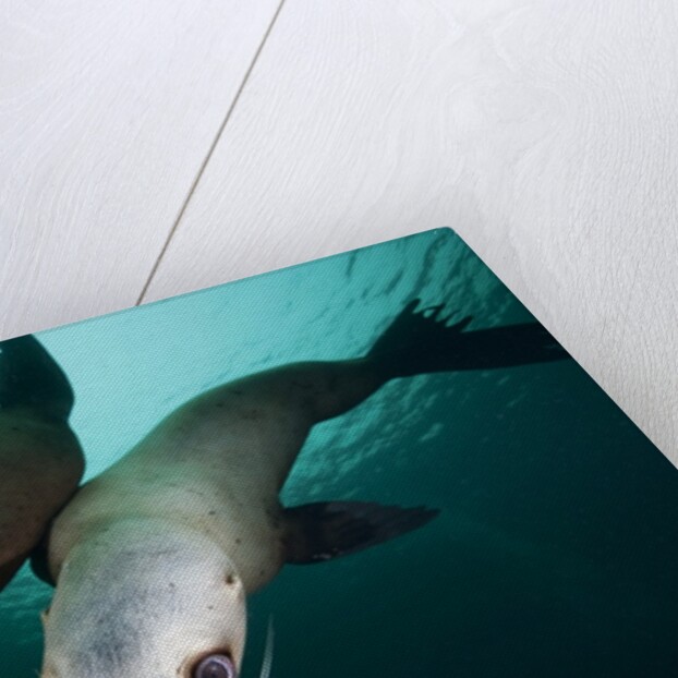 Steller sea lions by Anonymous