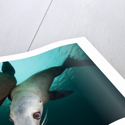 Steller sea lions by Anonymous