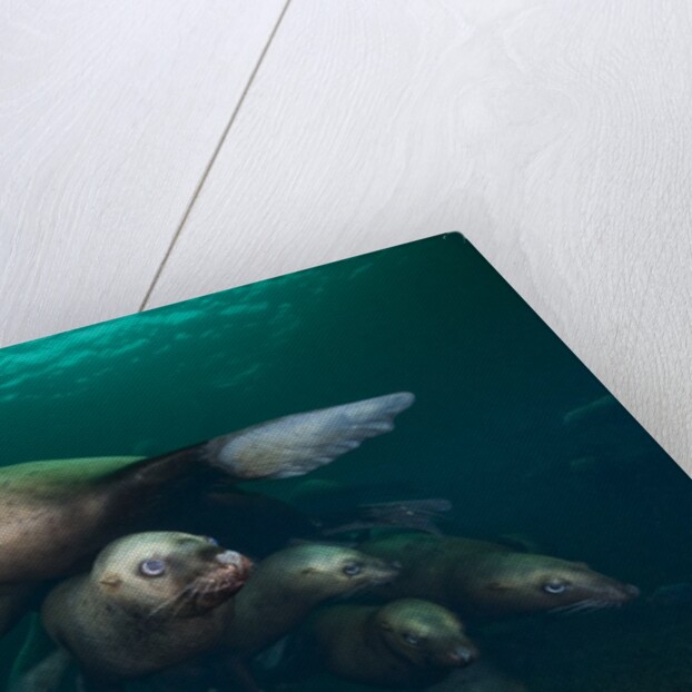 Steller sea lions swimming underwater by Anonymous