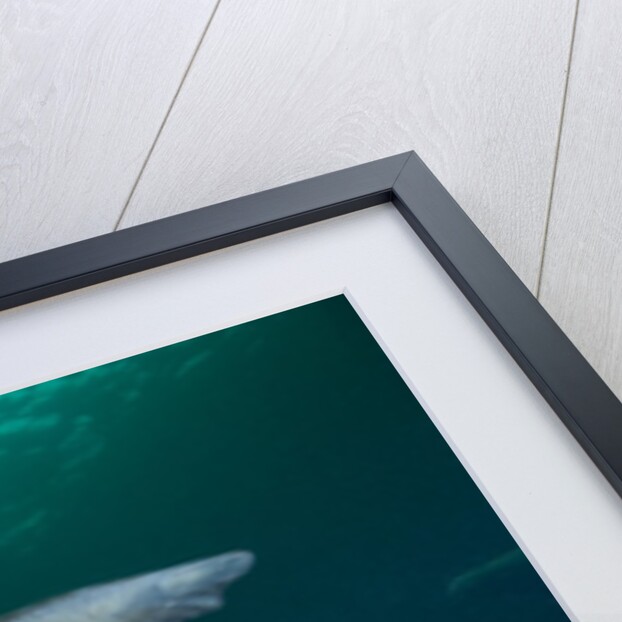 Steller sea lions swimming underwater by Anonymous