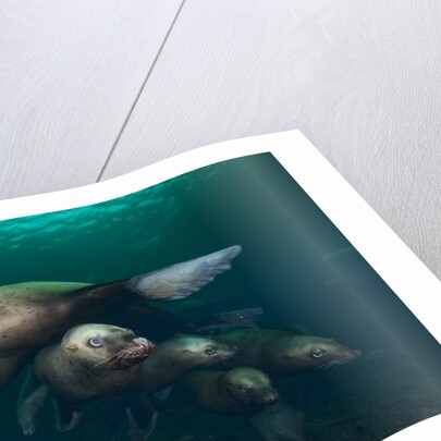 Steller sea lions swimming underwater by Anonymous