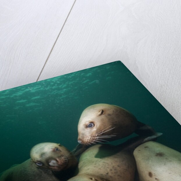 Swimming Steller sea lions by Anonymous