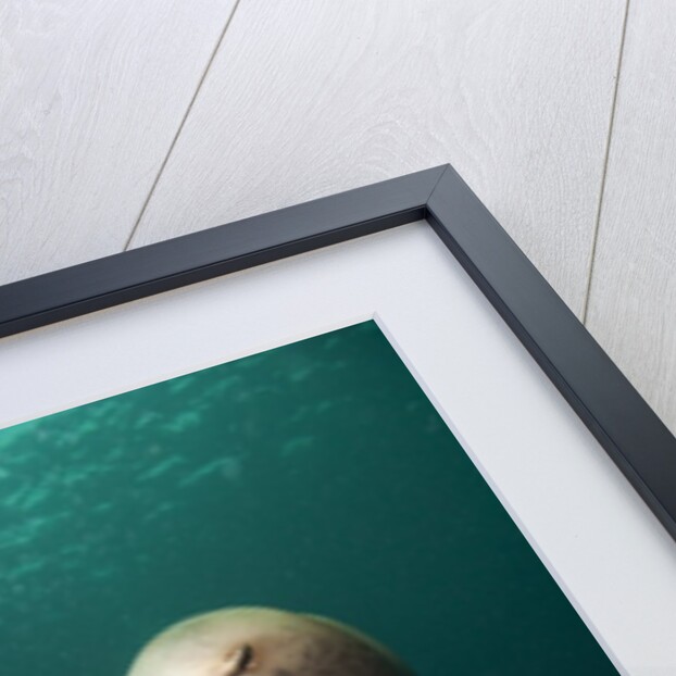 Swimming Steller sea lions by Anonymous