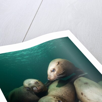 Swimming Steller sea lions by Anonymous