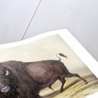 Bull Buffalo by George Catlin