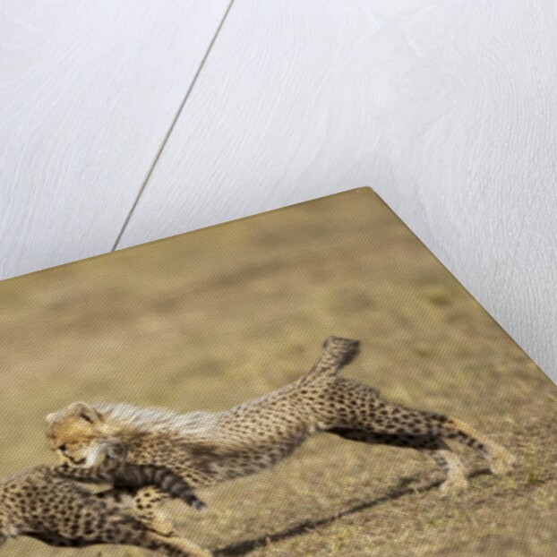 Cheetah cubs playing on savanna by Anonymous