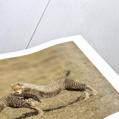 Cheetah cubs playing on savanna by Anonymous