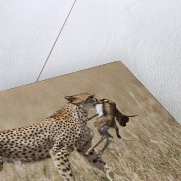 Cheetah carrying Thomson's Gazelle calf kill by Anonymous