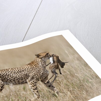 Cheetah carrying Thomson's Gazelle calf kill by Anonymous