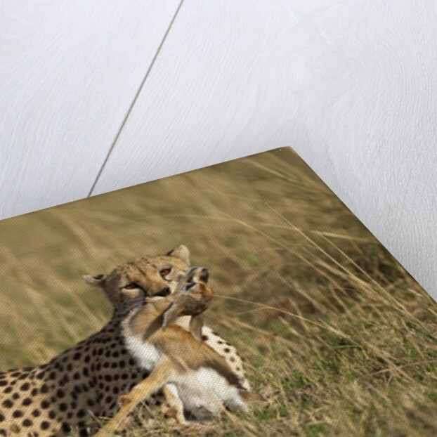 Cheetah with baby Thomson's gazelle by Anonymous