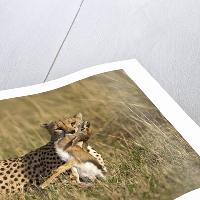 Cheetah with baby Thomson's gazelle by Anonymous
