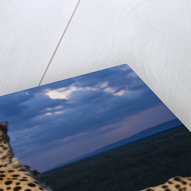 Cheetah lying on top of safari truck by Anonymous