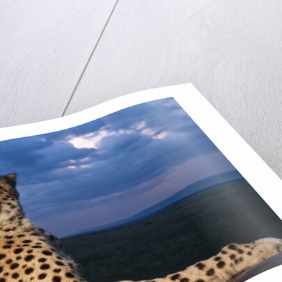 Cheetah lying on top of safari truck by Anonymous