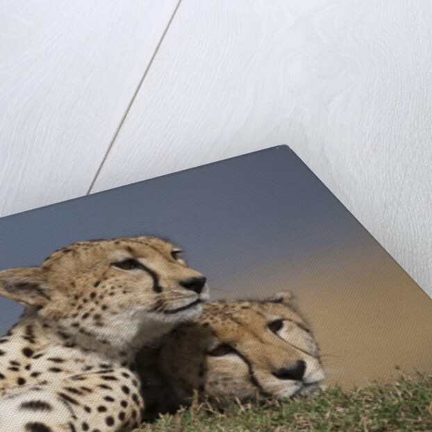 Cheetahs resting on termite mound by Anonymous