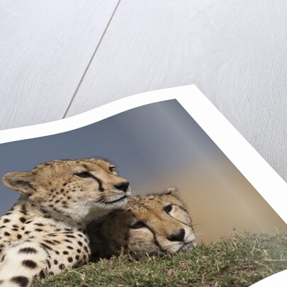 Cheetahs resting on termite mound by Anonymous