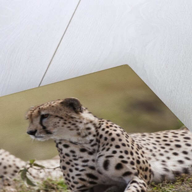 Cheetahs resting in grass by Anonymous
