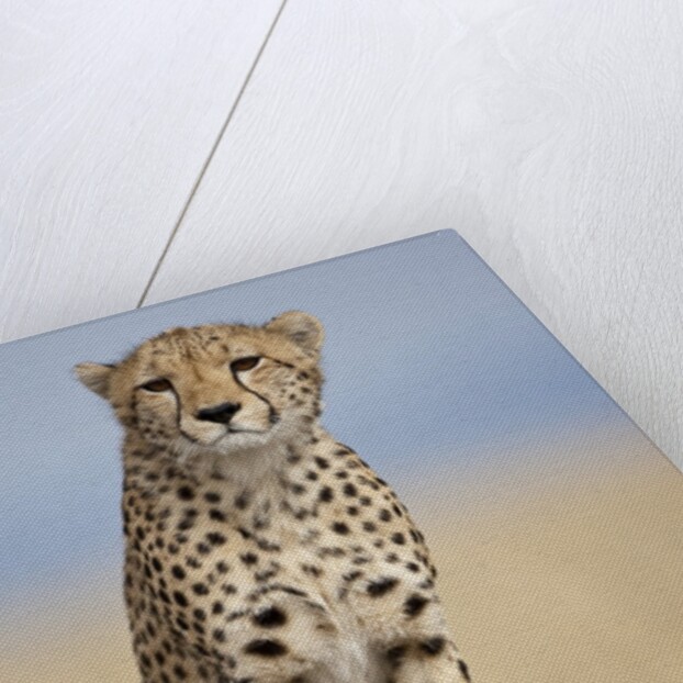 Cheetah on termite mound by Anonymous