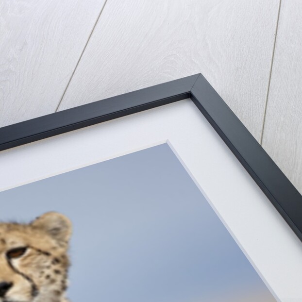 Cheetah on termite mound by Anonymous