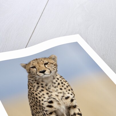 Cheetah on termite mound by Anonymous