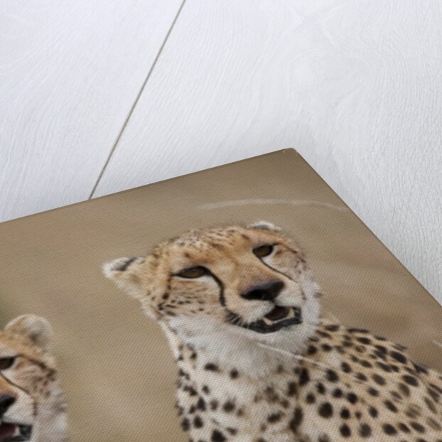 Cheetahs in tall grass by Anonymous