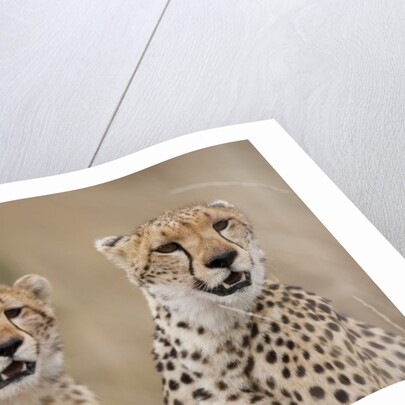 Cheetahs in tall grass by Anonymous