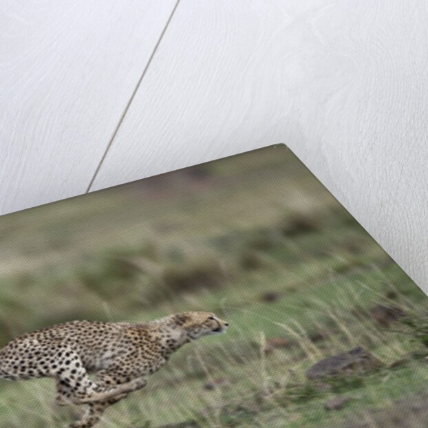 Adolescent Cheetah cub running in Masai Mara National Reserve by Anonymous